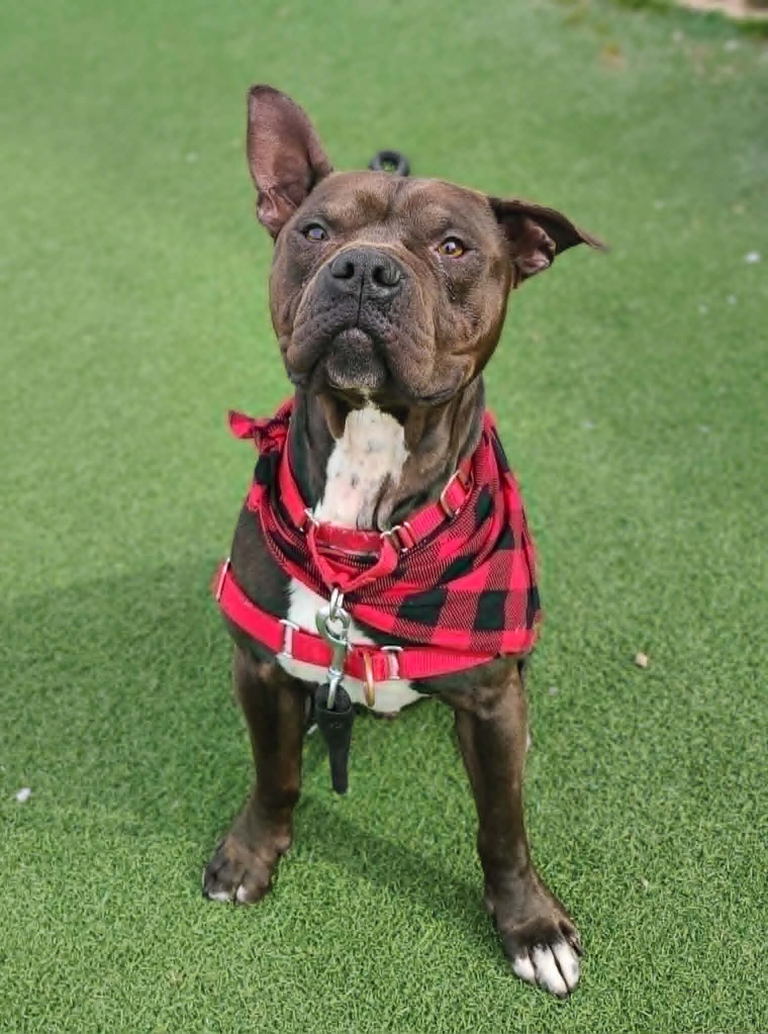 Picture of the Animal Listed